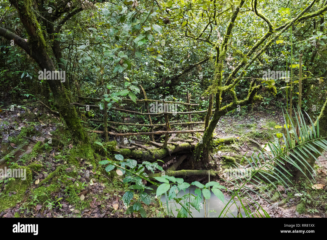 Un ponte sopra un flusso nelle giungle del Kenya. Kakamega Forest, Africa Foto Stock