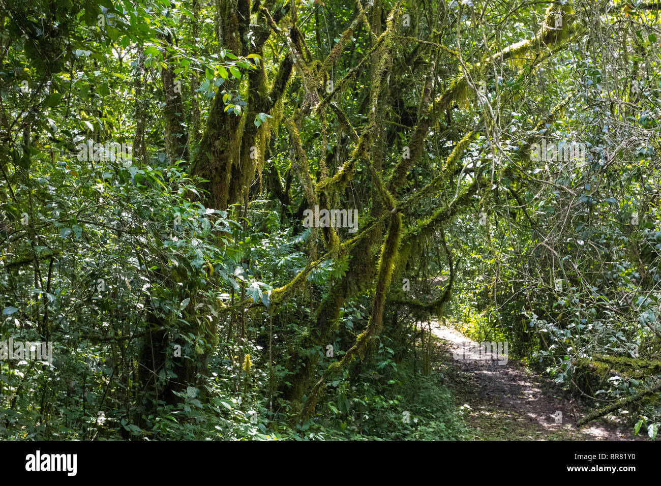 Un sentiero nella giungla del Kenya. Kakamega Forest, Africa Foto Stock