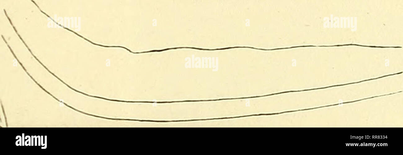 . Abhandlungen der Bayerischen Akademie der Wissenschaften, Mathematisch- physikalische Klasse. La scienza. Ör. Si prega di notare che queste immagini vengono estratte dalla pagina sottoposta a scansione di immagini che possono essere state migliorate digitalmente per la leggibilità - Colorazione e aspetto di queste illustrazioni potrebbero non perfettamente assomigliano al lavoro originale. Bayerische Akademie der Wissenschaften. Mathematisch-Physikalische Klasse. München, Verlag der Bayerischen Akademie der Wissenschaften in Kommission es G. Franzschen Verlags (J. Roth) Foto Stock