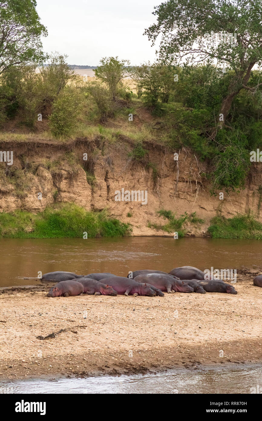 Un grande allevamento di ippopotami sulla banca del fiume di Mara. Kenya, Africa (Rev.2) Foto Stock