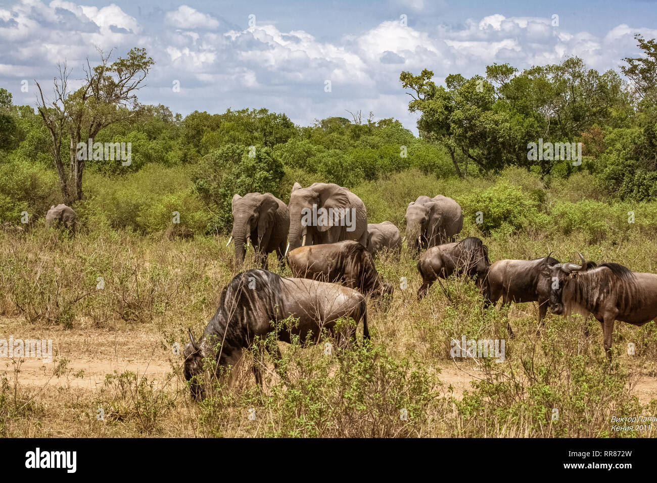 Gli elefanti e wildebeests. Una mandria mista di erbivori nella savana di Africa. Masai Mara, Kenya Foto Stock