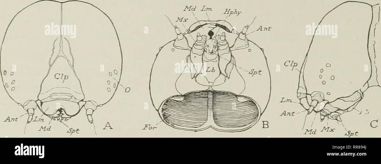 . Insetti, i loro mezzi e modi di vivere. Gli insetti. Insetti della specie nel suo complesso. Indipendenza comporta responsibil- ities. Una creatura che esce dai sentieri battuti del suo un- cestors deve imparare a prendersi cura di sé in un nuovo modo. E. Fig. 152. La testa di una tenda a caterpillar, vista del viso. B sotto la superficie. C, vista laterale. Ant, antenna; Clp, clypeus; per l'apertura del retro della testa nel corpo; Hphy, ipofaringe; Lb, labium; Lm&GT; labrum; Md, mandibola; Mx, mascella; 0, gli occhi; Spt, filiera questo il Bruco ha come si è giunti fino al 1 possiede sia istinti. Si prega di notare che queste immagini sono Foto Stock