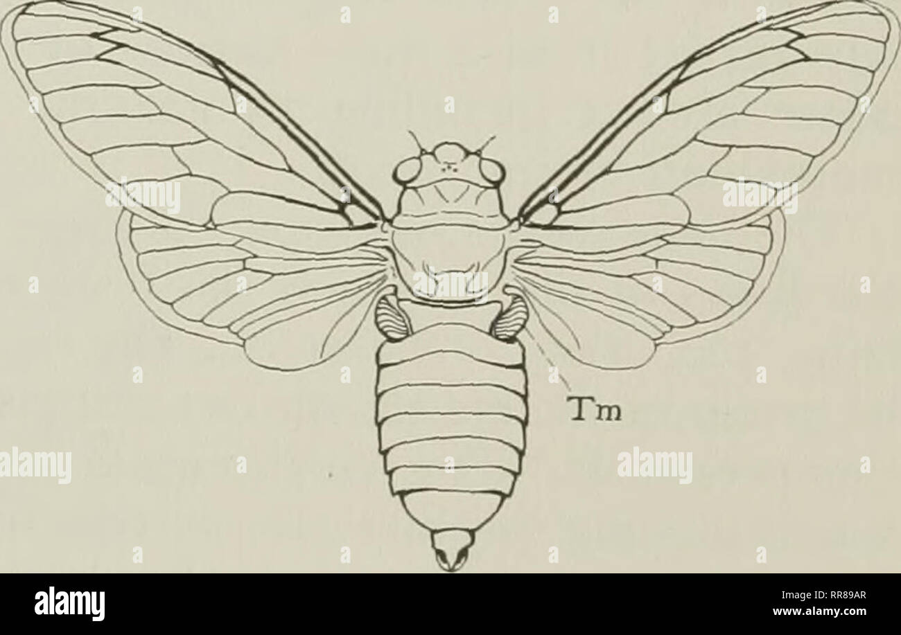 . Insetti, i loro mezzi e modi di vivere. Gli insetti. Fig. 119. I maschi della grande e piccola forma della cicala periodica (dimensioni naturali) le uova a ramoscelli di alberi e cespugli. Normalmente il ovipositor è mantenuto in una guaina al di sotto della metà posteriore dell'addome, ma quando in uso può essere ruotata verso il basso e in avanti da una cerniera in corrispondenza della sua base (piastra 7). Il oviposi- tor è costituita da due lame laterali e una guida di cui sopra. Le pale scavare un cav- ità in legno in cui le uova vengono fatti passare attraverso lo spazio tra le lame. In precedenza era di sup- poste che il periodo- ical cicala prendere Foto Stock