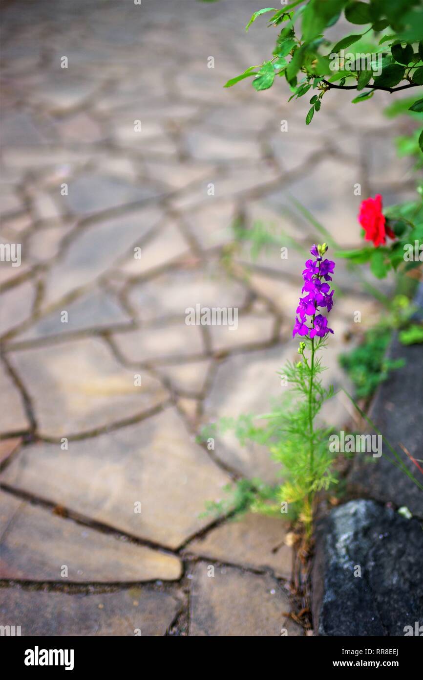 Violetta alto fiore nel cortile con piastrelle di pietra selvatico Foto Stock