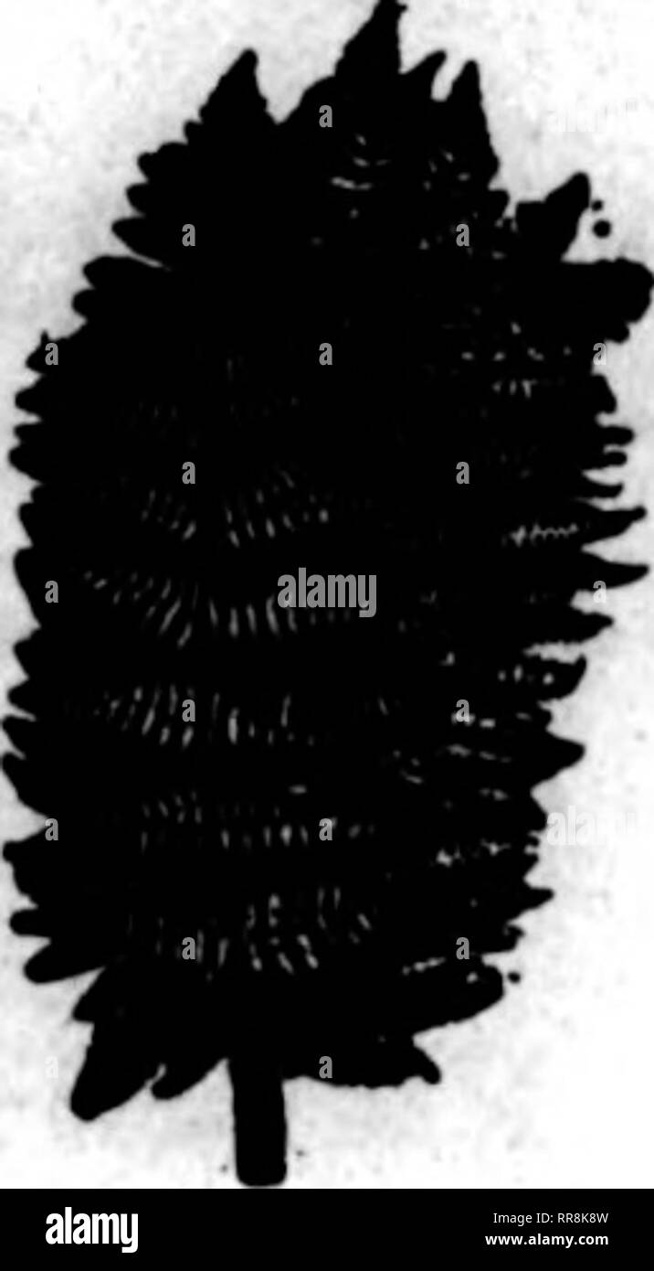 . Fioristi' review [microformati]. Floricoltura. Guidnick serre, Guidnick, B. I., stanno facendo la stessa cosa, e M. Ernest Moore, notare la lattuga e il cetriolo Hpecialist, di Arlington, utilizzeranno olio per intero il suo 150.000 piedi di vetro, a partire da questo autunno. Egli ha usato l'olio in modo redditizio per due anni per la metà del suo impianto. Molti altri importanti produttori locali sono seriamente considerando di chang- ing oltre ad olio. L'orticoltura Club di Boston vi darà una cena in omaggio al Parker House, 20 settembre al suo pres- ident, E. H. Wilson, direttore assistente di Arnold Arboretum, recentemente ri Foto Stock