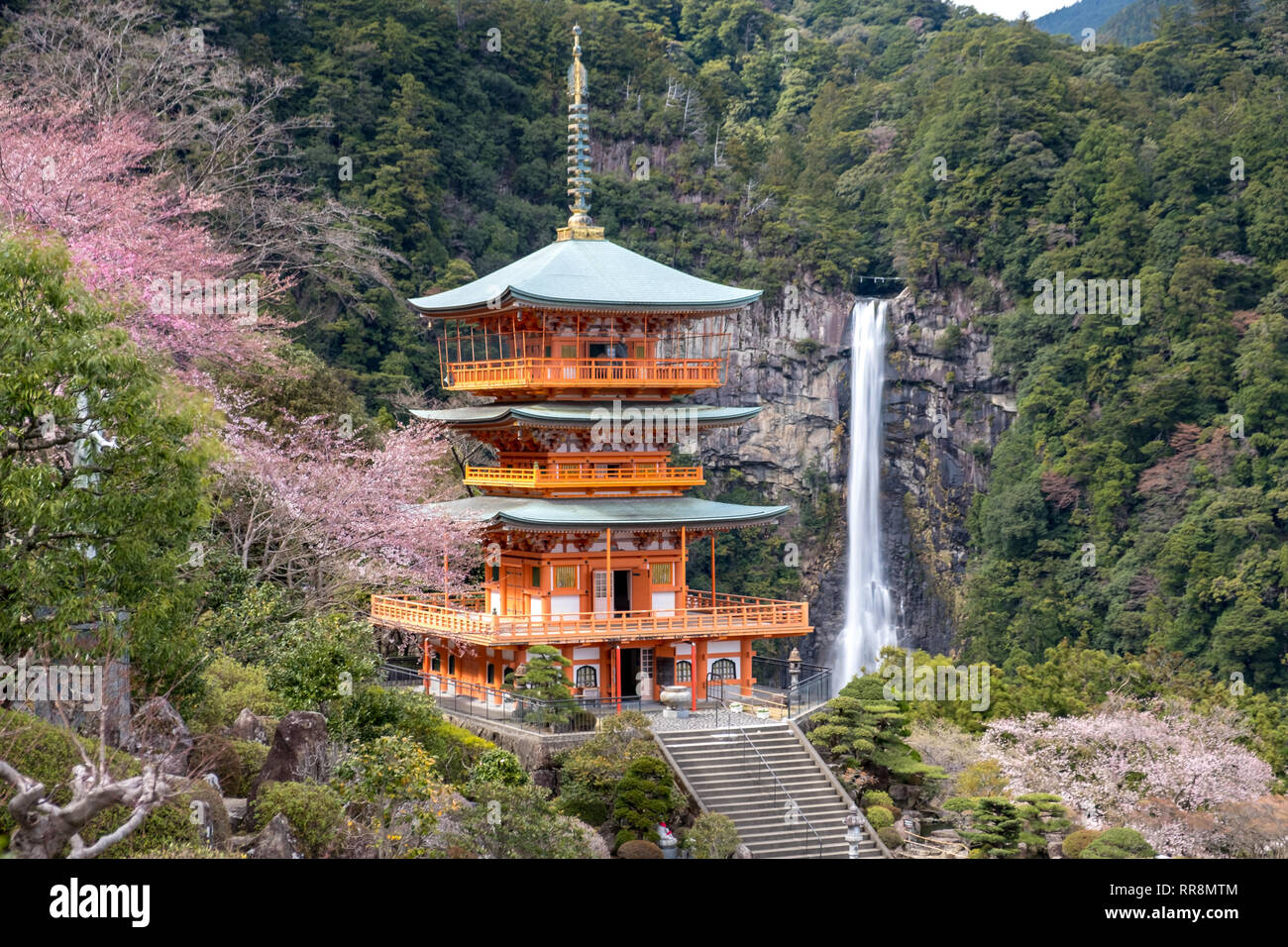 Nachisan, Giappone la pagoda a Nachi caduta, uno dei punti di marcatura sul Kumano Kodo pellegrinaggio, visto durante la fioritura dei ciliegi stagione Foto Stock