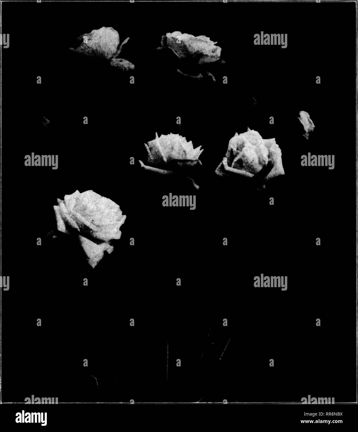 . Fioristi' review [microformati]. Floricoltura. T"' ' -* c^*r " 34 fioristi^ recensione " TF "^f^ Dicembre 14. 1922 tho gemme ahow così che essi possono essere contate, 55 gradi a 60 gradi. Alcuni coltivatori Hmall potrebbe non essere in grado di pro- vide una temperatura di più di 55 de- grees, nel caso whicli sarà bene ad iniziare le piante proprio dopo Natale. Le piante possono essere succesafuUy costretto anche a 50 gradi; Tausendselioen sarebbe fiore in un ampio margine di tempo per Pasqua, ma alcune altre varietà sarebbe un po' in ritardo. Per incoraggiare le piante per rompere, essi dovrebbero essere spruzzata su chiaro, giornate di sole; on dark, giorni umidi, Foto Stock