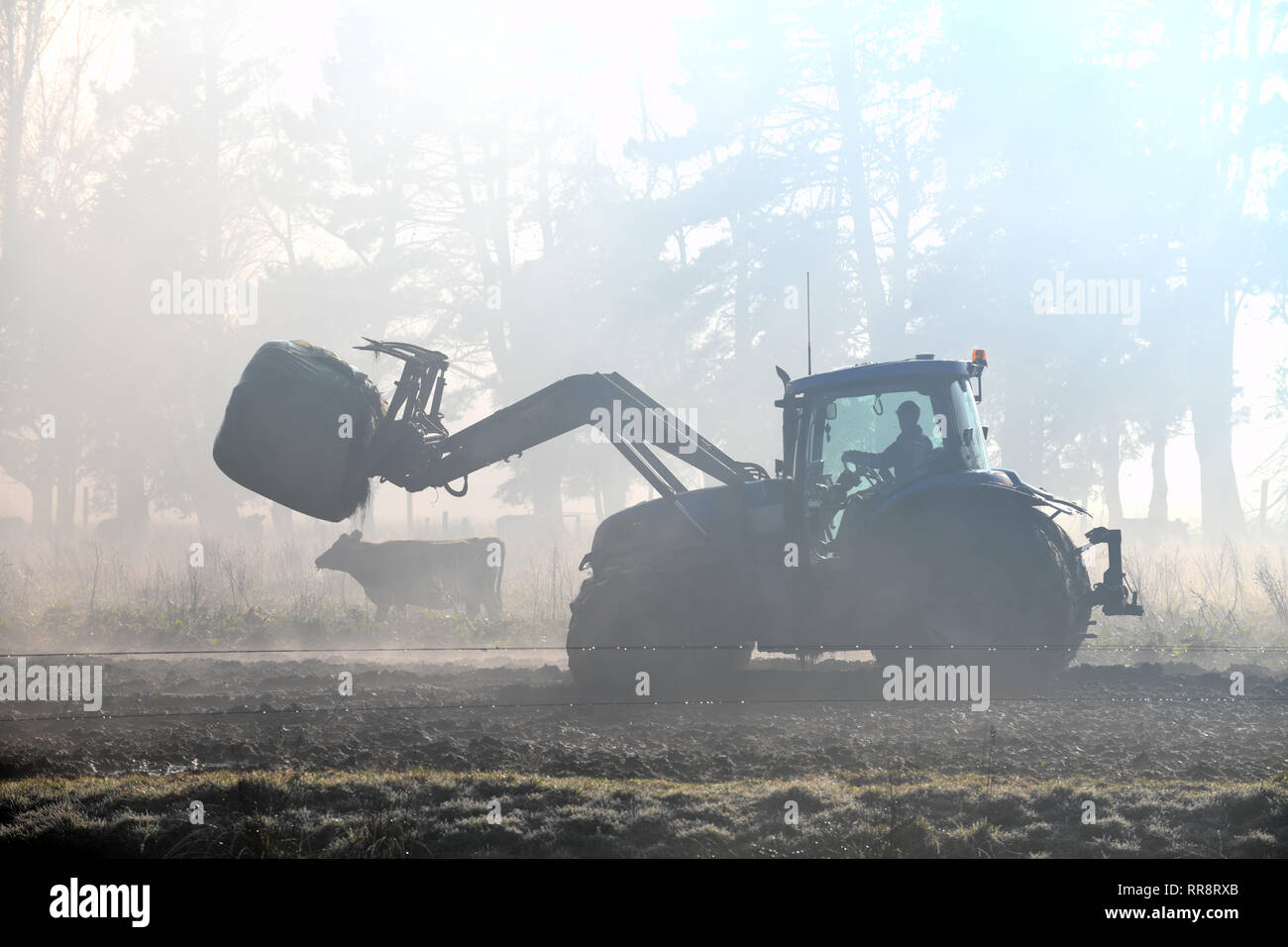 Un agricoltore che dirige la sua estremità anteriore caricatore attraverso la nebbia di una alimentazione in uscita paddock su una costa Ovest Dairy Farm, Nuova Zelanda Foto Stock