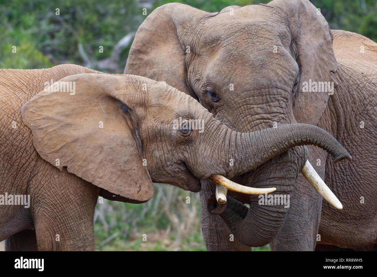 Bush africano Elefante africano (Loxodonta africana), due maschi riproduzione di lotta, Addo Elephant National Park, Capo orientale, Sud Africa e Africa Foto Stock