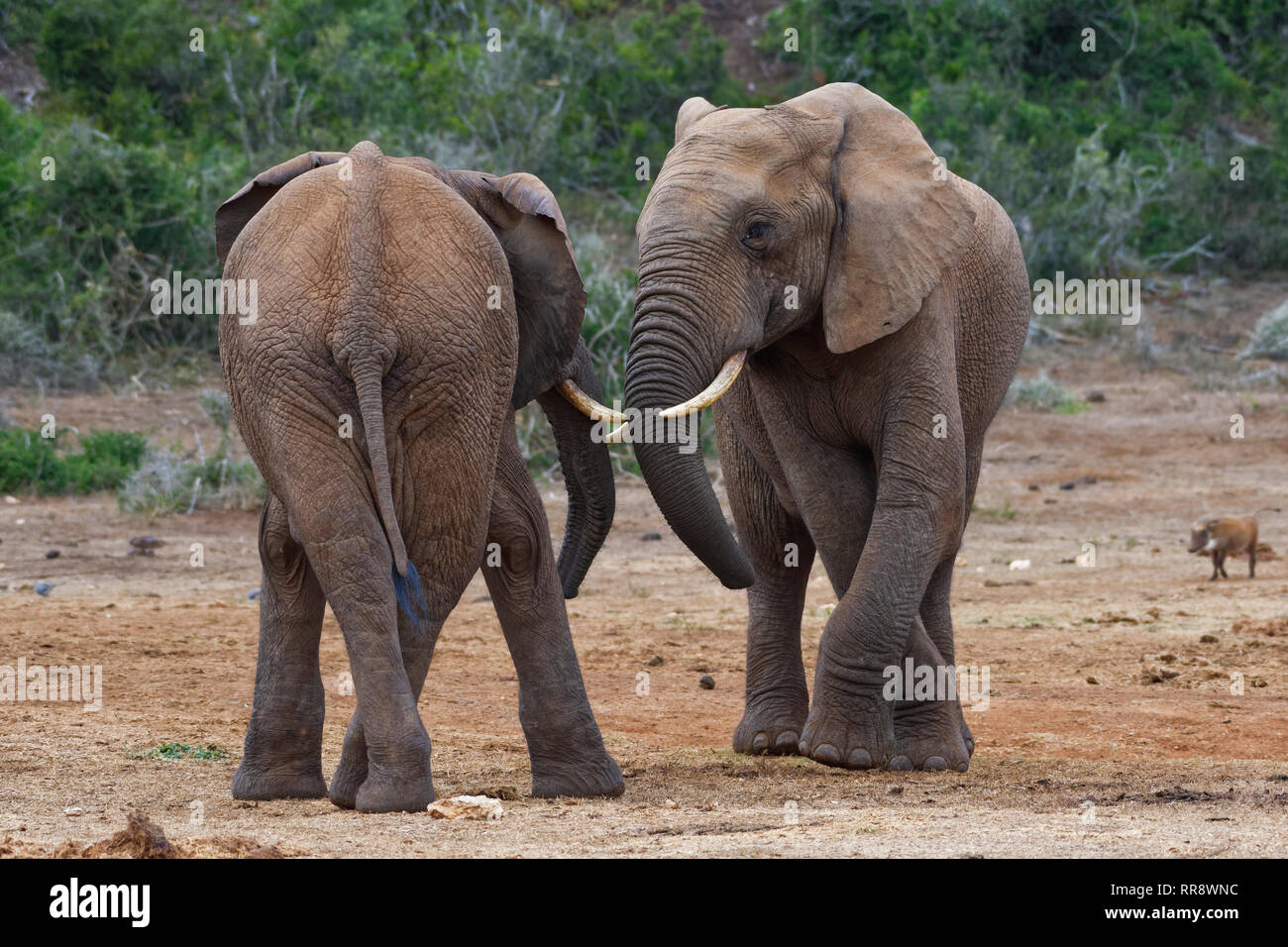Bush africano Elefante africano (Loxodonta africana), due maschi pronti per giocare combattimenti faccia a faccia, Addo Elephant National Park, Capo orientale, Sud Africa Foto Stock
