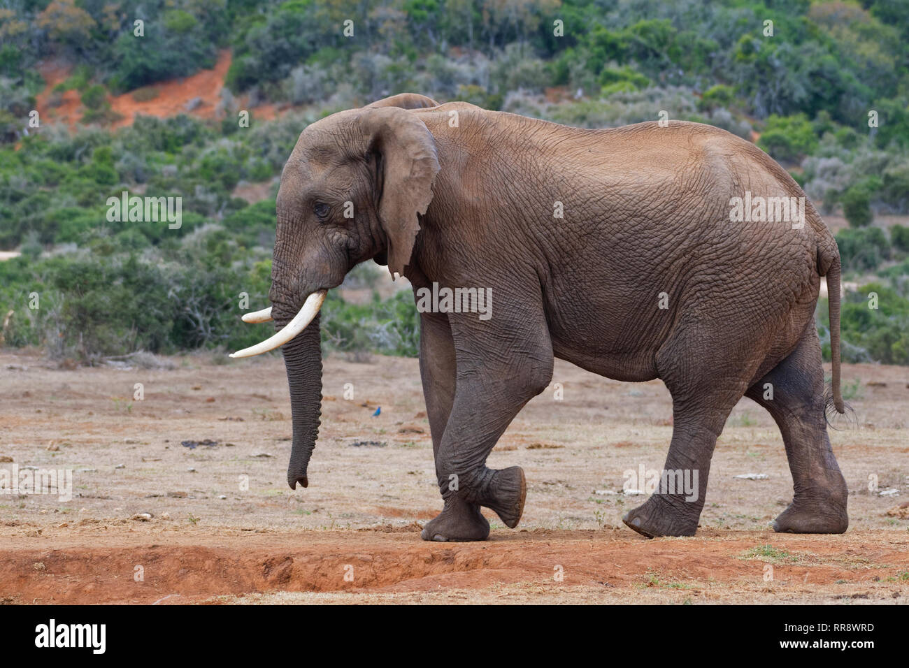 Bush africano Elefante africano (Loxodonta africana), maschio adulto a  piedi, Addo Elephant National Park, Capo orientale, Sud Africa e Africa  Foto stock - Alamy