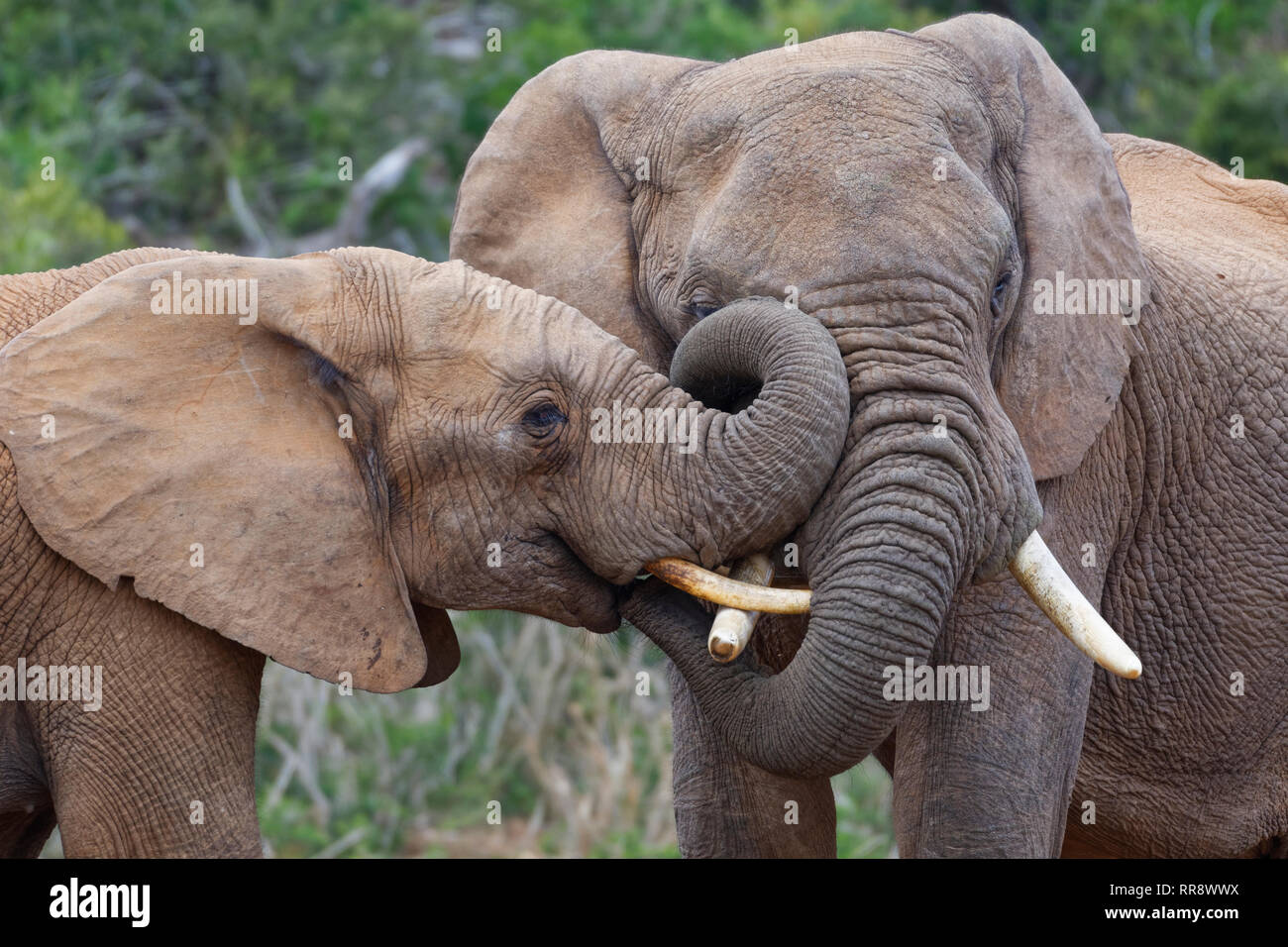Bush africano Elefante africano (Loxodonta africana), due maschi riproduzione di lotta, Addo Elephant National Park, Capo orientale, Sud Africa e Africa Foto Stock