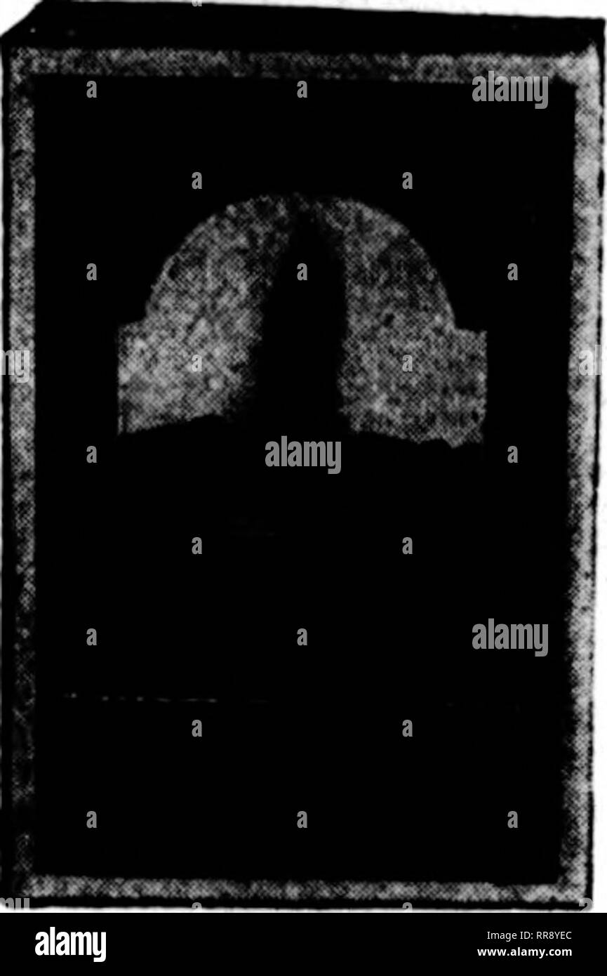 . Fioristi' review [microformati]. Floricoltura. Nessun fioristi^ Review AnansT 10. 1822 Commercializzazione di sementi News AMERICAN SEED Trade Association. Presidente, Alexander Forbes, Newark, N. J.; segretario, 0. B. Kendel, Cleveland, 0. Thb Coltivatori di vegetali di America si incontrerà a Indianapolis 22 agosto a 25, con sede presso il Claypool hotel. Diversi cottimisti sono la ricerca di ulteriori quantitativi di freesias, consegne su crescere- ing gli ordini che sono stati insufficienti per soddisfare le loro esigenze. Meteo le condizioni indicano una qualità eccellente e un grande raccolto di gladiolus Inilbs nel Middle West, dove l'ingombro Foto Stock