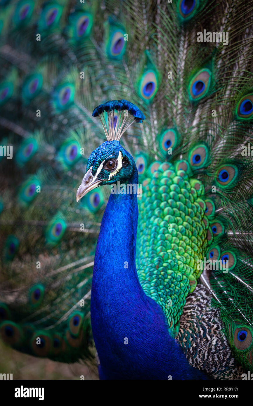 Ritratto di bellissimo pavone - immagine verticale Foto Stock
