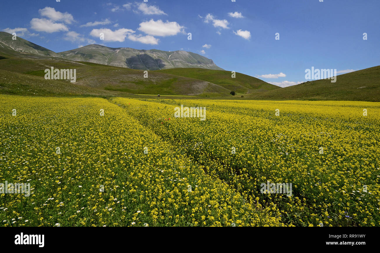 Vista panoramica di un campo agricolo fiorito a Castelluccio di Norcia in una soleggiata giornata estiva Foto Stock