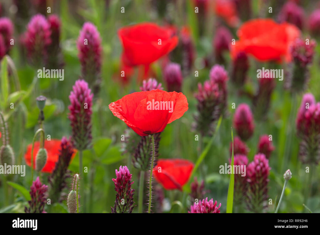 La botanica, campo di trifoglio di cremisi e il mais, semi di papavero, Trifolium incarnatum con Papaver rhoeas, Bentfeld, Additional-Rights-Clearance-Info-Not-Available Foto Stock