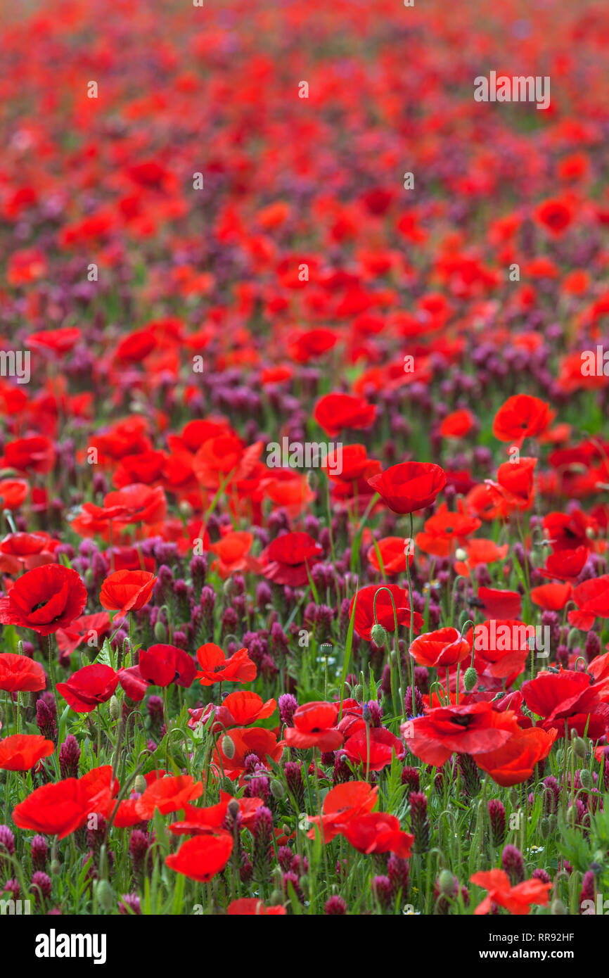 La botanica, campo di trifoglio di cremisi e il mais, semi di papavero, Trifolium incarnatum con Papaver rhoeas, Bentfeld, Additional-Rights-Clearance-Info-Not-Available Foto Stock