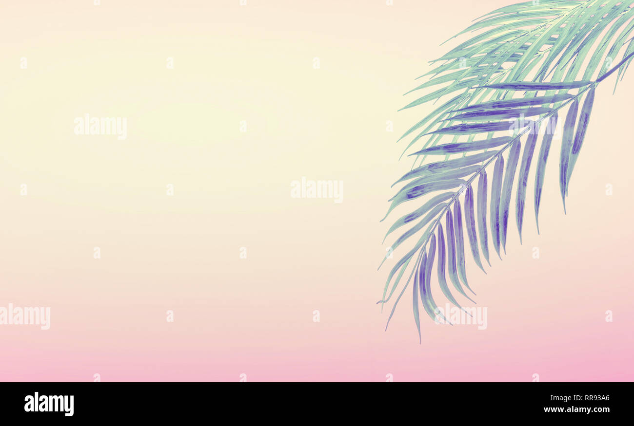 Sfondo tropicale appeso con foglie di palmo a gradiente di colore rosa pastello e giallo. Concetto di estate Foto Stock