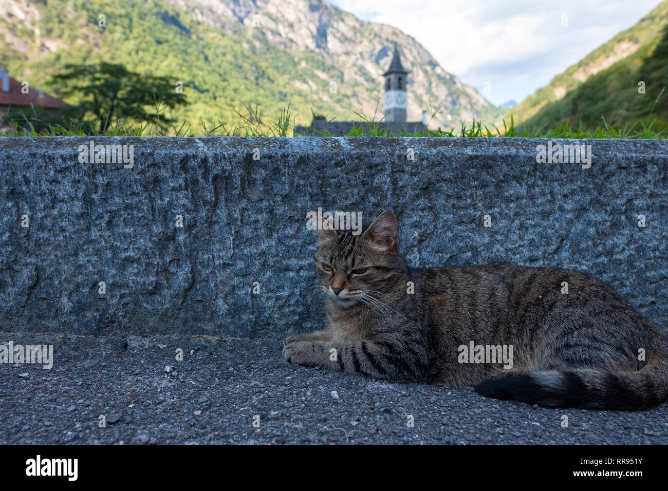 European Shorthair cat è la relaxina sulla strada in Bignasco, Ticino - Svizzera Foto Stock