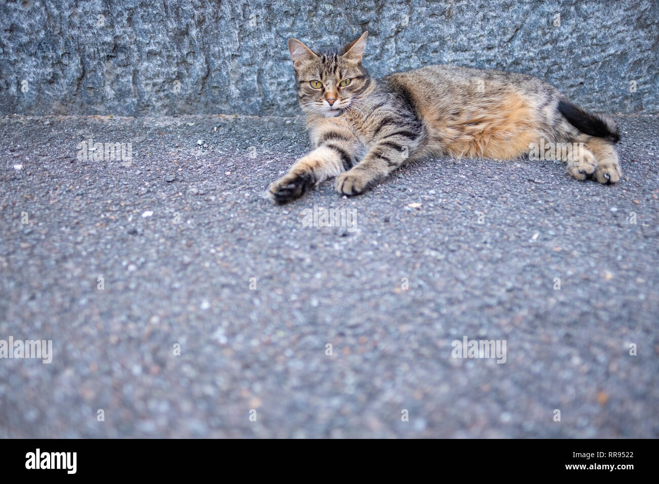 European Shorthair cat è rilassante sulla strada in Bignasco, Ticino - Svizzera Foto Stock