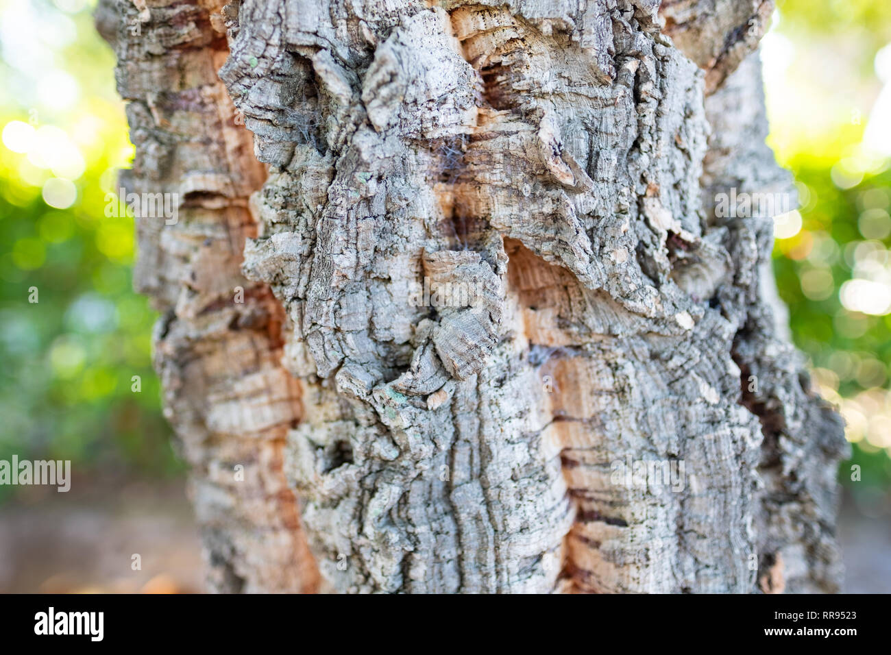 Primo piano della corteccia di sughero su un albero selvatico in Portogallo Foto Stock