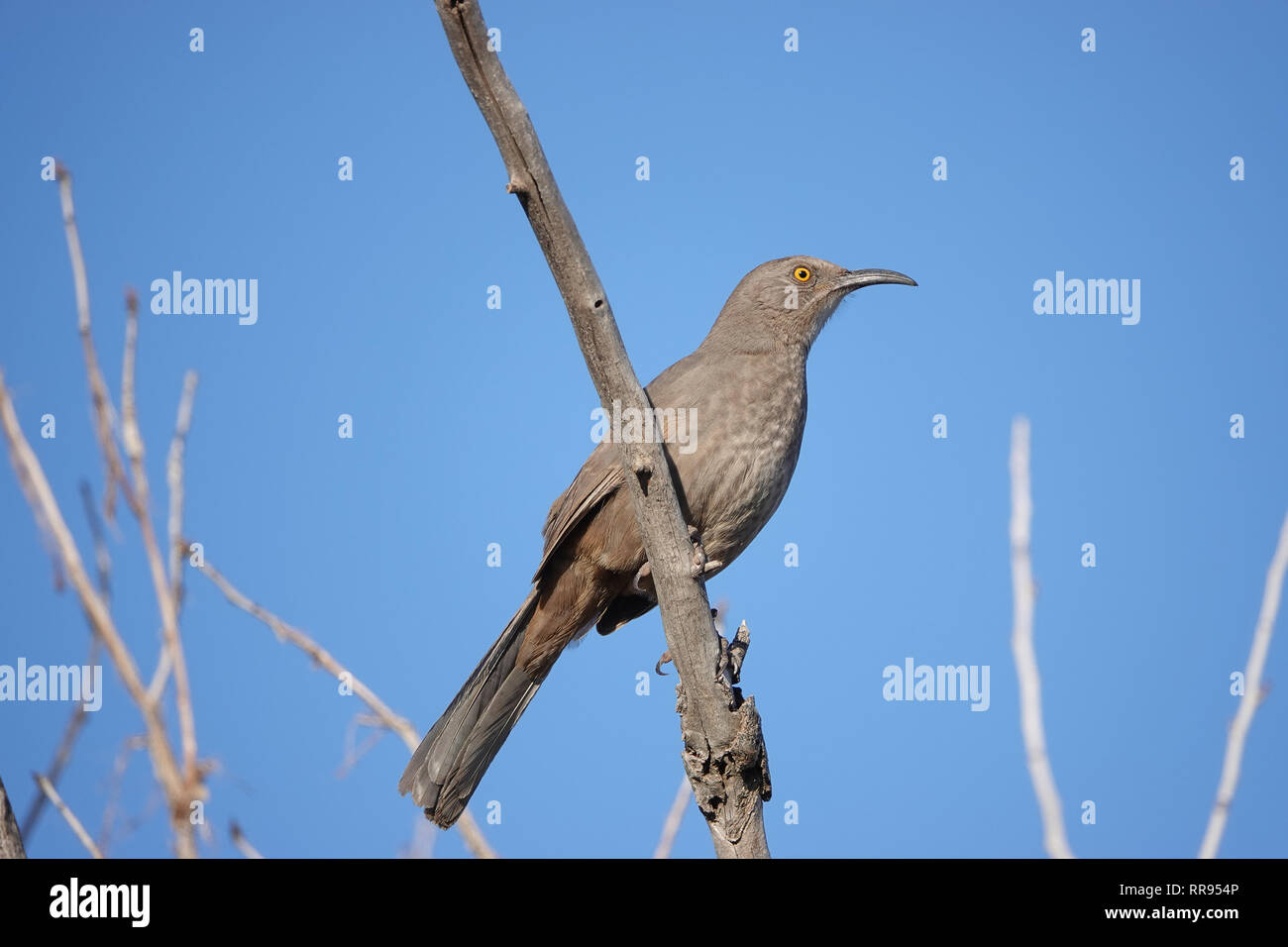 La curva-fatturati thrasher curvirostre Toxostoma su un ramo vicino a Phoenix, Arizona, Stati Uniti d'America Foto Stock