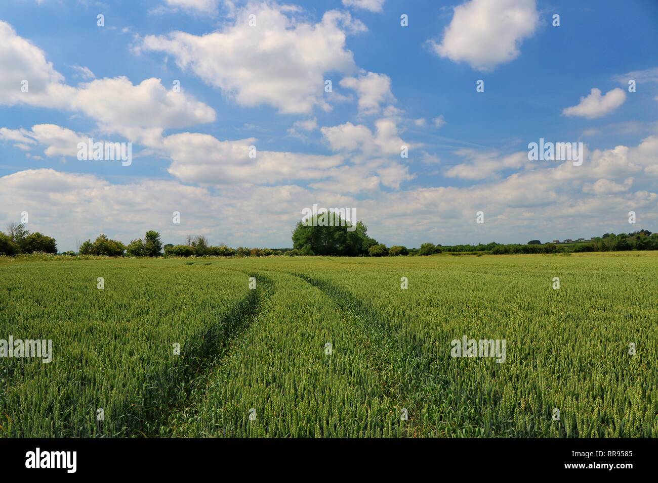 I cingoli del trattore acceso attraverso un verde campo degli agricoltori Foto Stock