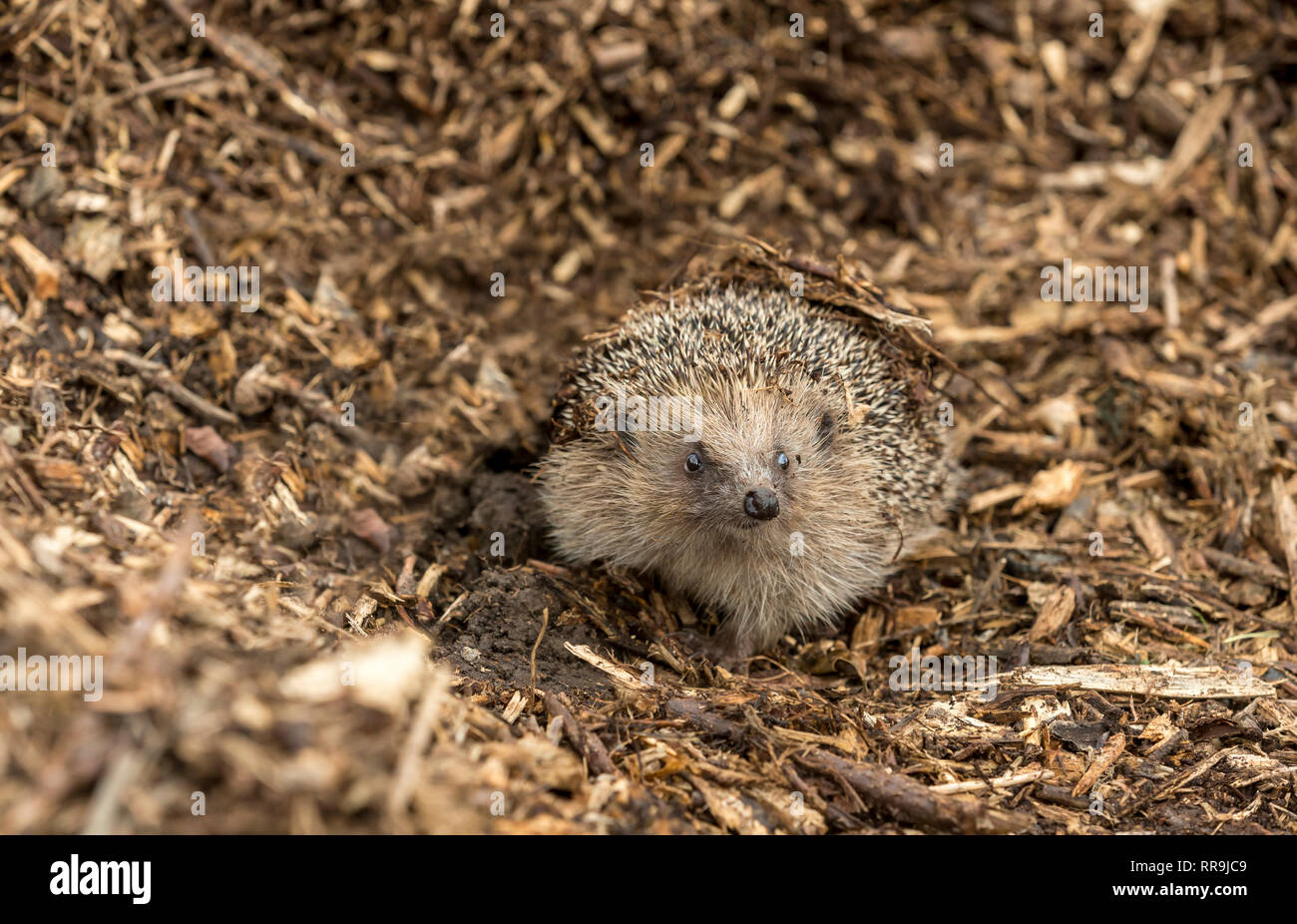 Pericoli Hedgehog. Wild, nativo, Europeo riccio (Erinaceus europaeus) nel giardino naturale habitat sul compostaggio e giardino vanga. Paesaggio Foto Stock