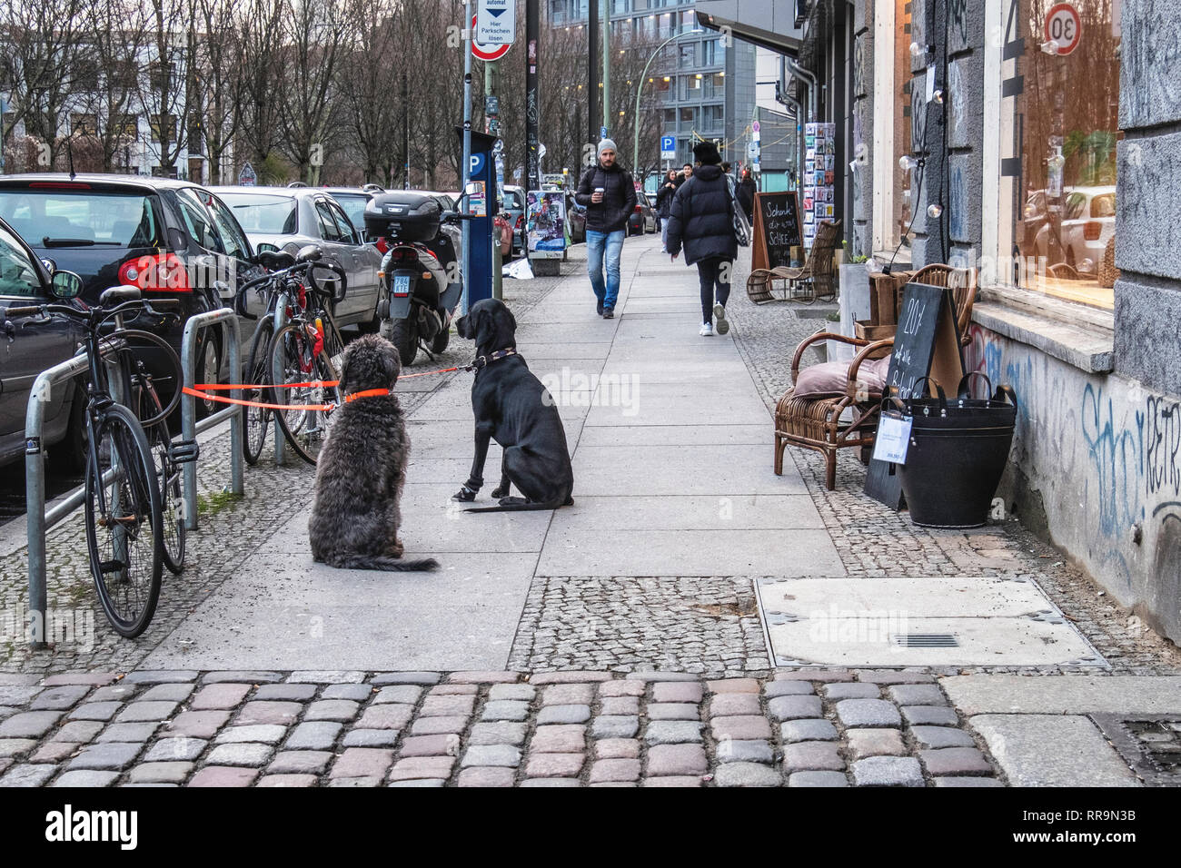 Berlin.Mitte. Due i cani ben educati legato al bike stand di attendere pazientemente sul marciapiede al di fuori del negozio Foto Stock