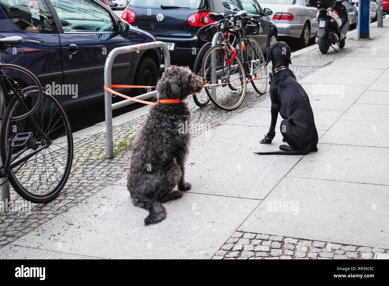 Berlin.Mitte. Due i cani ben educati legato al bike stand di attendere pazientemente sul marciapiede al di fuori del negozio Foto Stock