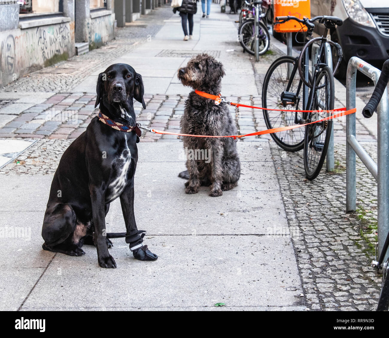Berlin.Mitte. Due i cani ben educati legato al bike stand di attendere pazientemente sul marciapiede al di fuori del negozio Foto Stock