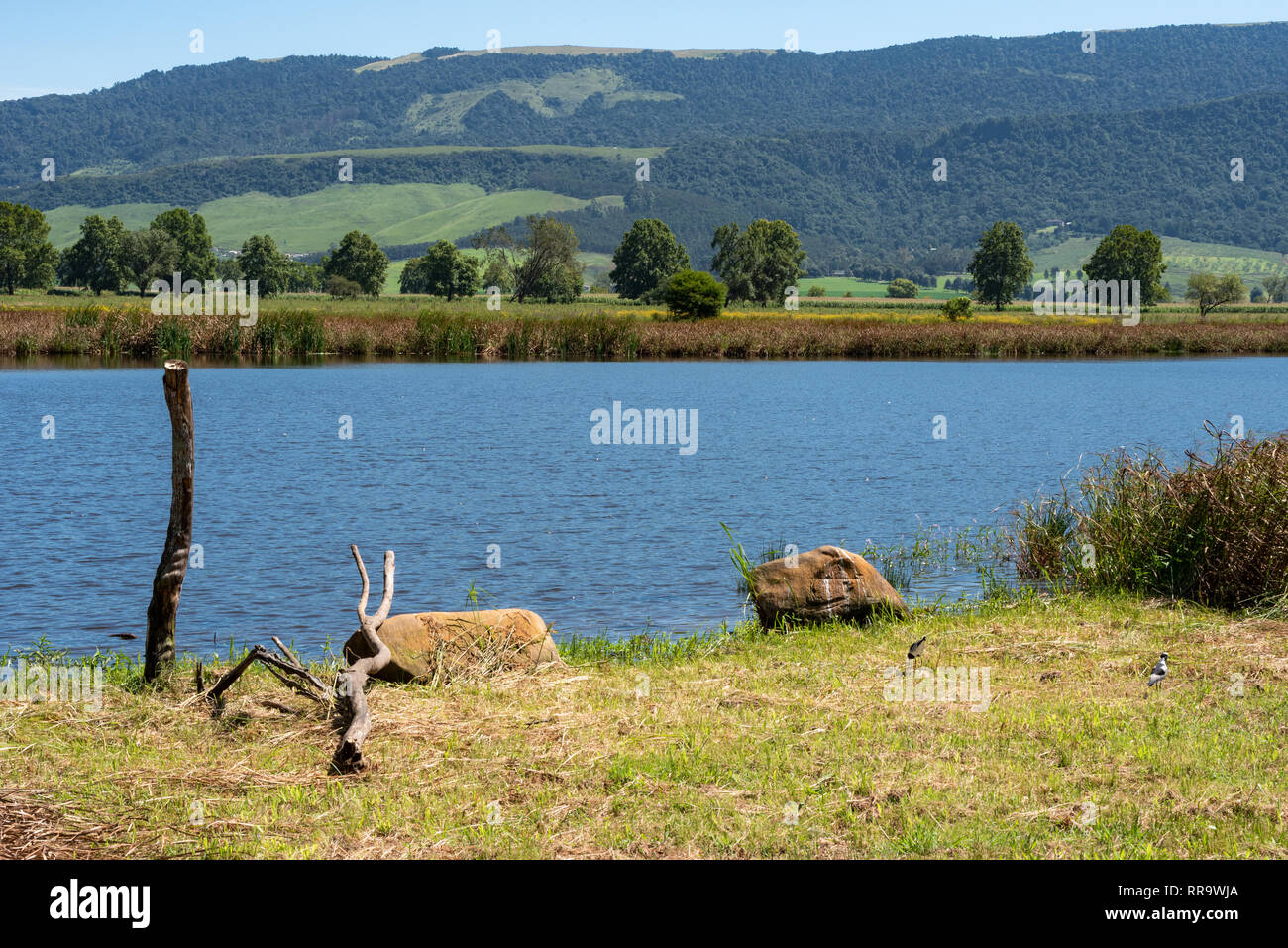 Un popolare bird watching lago e lo sfondo in Natal Midlands, Sud Africa. Foto Stock