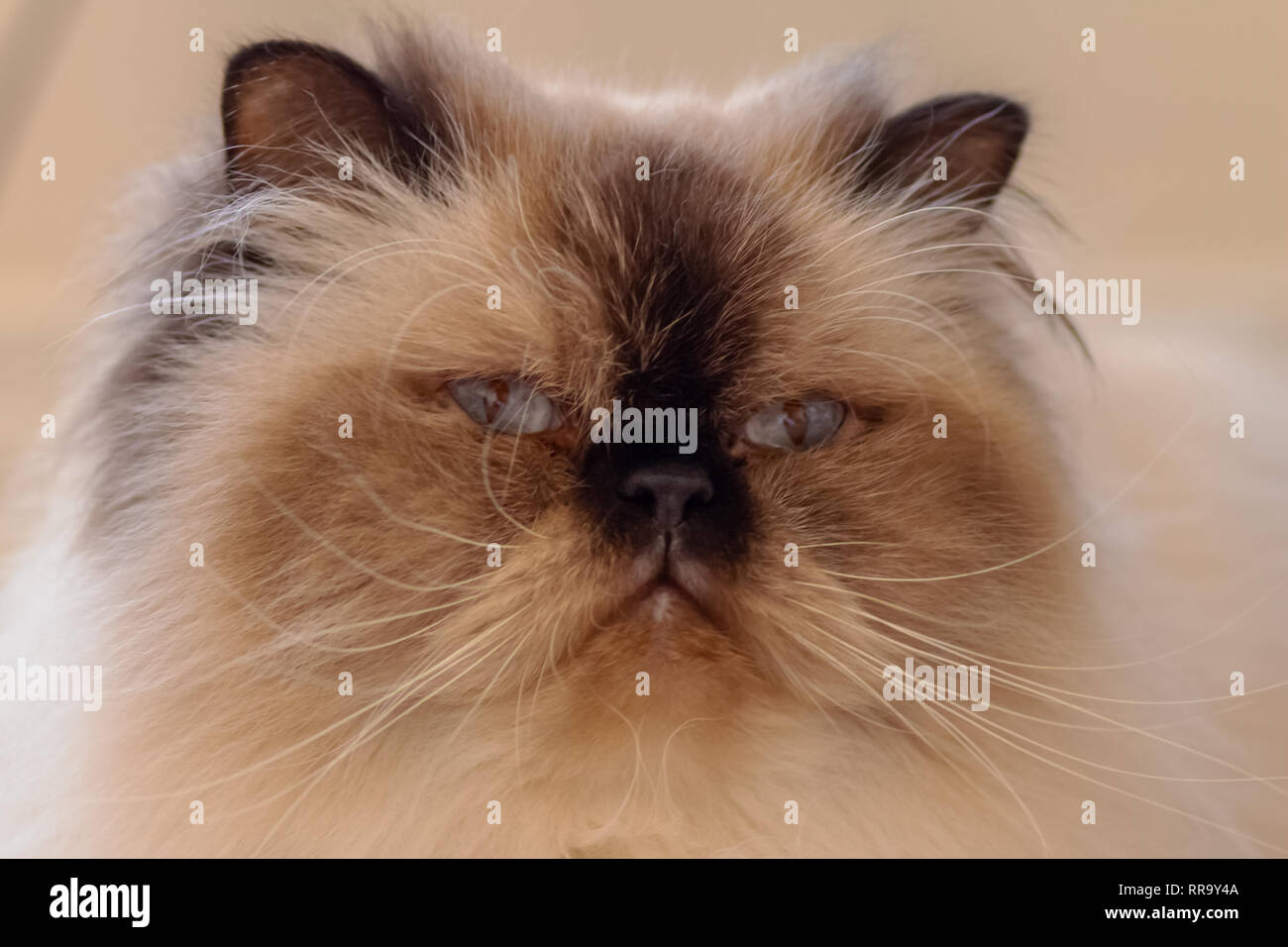 Primo piano di un gatto himalayano del volto Foto Stock