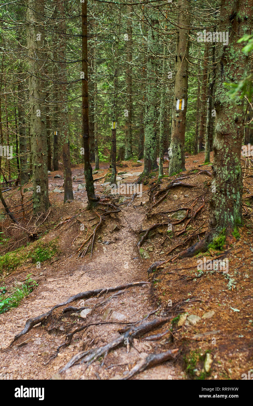 Sentiero (sentiero) in un bosco di faggi e pini Foto Stock