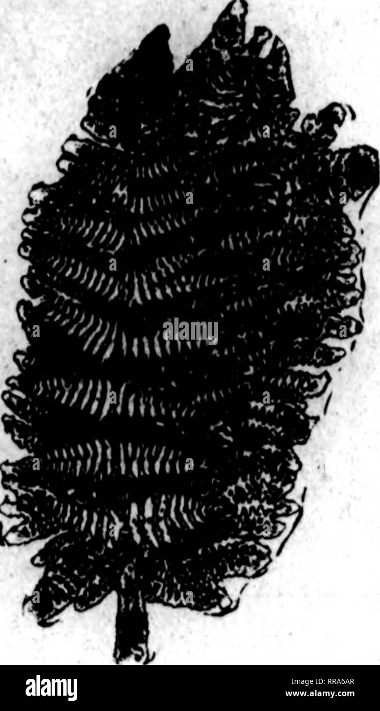 . Fioristi' review [microformati]. Floricoltura. '.I"W'WP'.Wf"",f'!!W})pff"!P^Wi'/' ^T^^W^ 58 fioristi"SBPTEUBna revisione 7. 1022 FANCY felci PfaMtt Stock in tiM emuitry $2.60 ptr 1000 $2.50 per 1000 i ChM^a WHfcoirt ItotlM. Vitigno Haddebenry, così-lb. oaM 9 7.B0 Gmm LMCVtho*, 100 91JK&GT;| 1000 10.00 Majailia Lmivm, greeAaad bronse. per oarton 1JM&GT; 10 ourtom 14.00 Galu Lmivm, verde per oHe di 10.000 18.00 foglio verde BIOSS, rery ammenda per cestello di lavoro, trimminc poti, ecc., per bac S*00 SphagBvm Mom per balla 1JM&GT; alimentazione piena di fiori recisi in corrispondenza di tutti i tempi. NCHKiAN FIORI RECISI EXCHANliE, Mis Rand Foto Stock