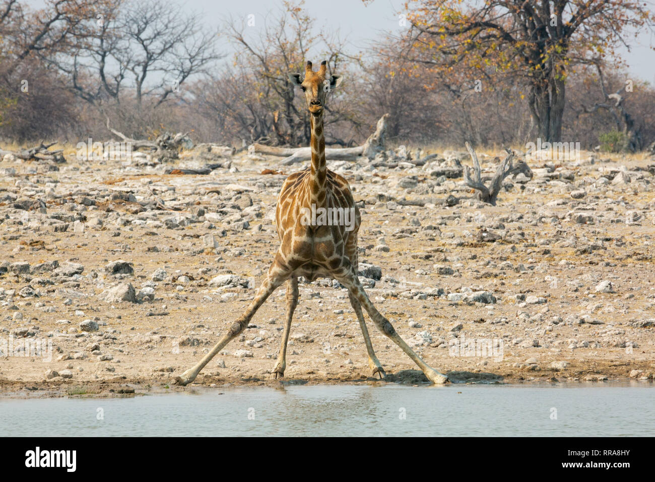 La giraffa a Watering Hole con ampia base della gamba rivolta in avanti il Parco Nazionale di Etosha Namibia Foto Stock