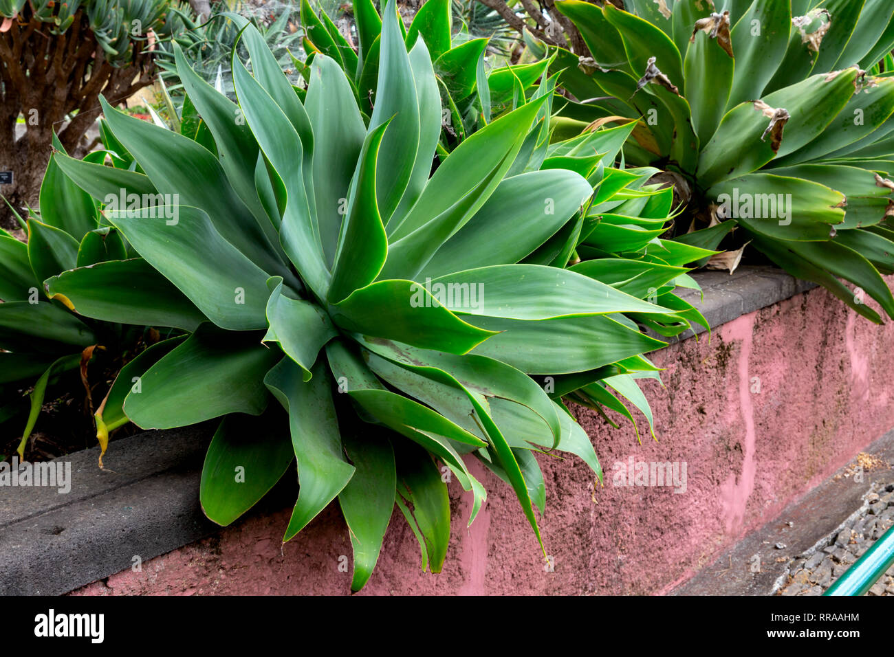 Agave Attenuata presso i Giardini Botanici (Jardim Botanico), Funchal, Madeira, Portogallo. Foto Stock