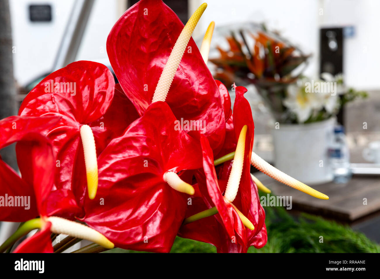 Bouquet di red Anthurium andraeanum (Flamingo gigli) Foto Stock