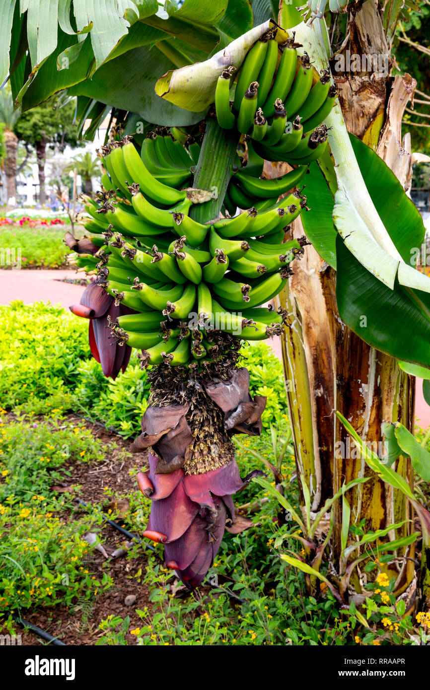 Piante di banana con la maturazione di frutta e di fiori, Funchal, Madeira, Portogallo. Foto Stock