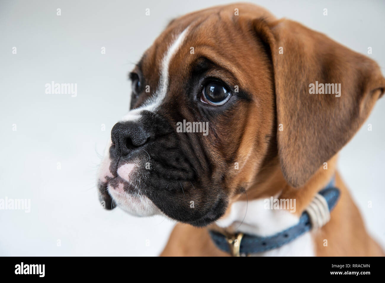 Close up headshot di dieci settimane vecchio boxer cucciolo di cane Foto Stock