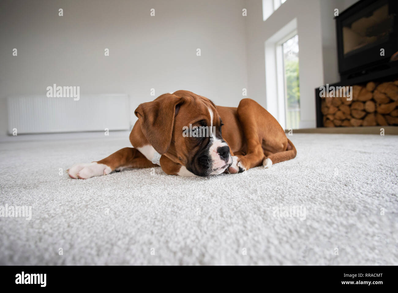 Dieci settimane vecchio cane boxer cucciolo sdraiato su un tappeto bianco a livello degli occhi Foto Stock