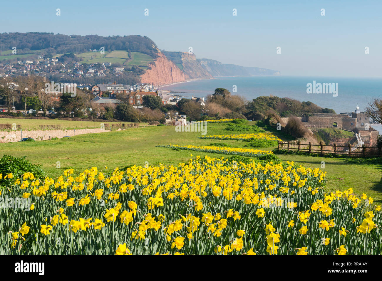 Sidmouth, Devon, Regno Unito. Il 25 febbraio, 2019. Regno Unito Meteo. Giunchiglie accanto alla costa sud-ovest il percorso a Sidmouth nel Devon in piena fioritura come unseasonably caldo continua. Credito Foto: Graham Hunt/Alamy Live News Foto Stock