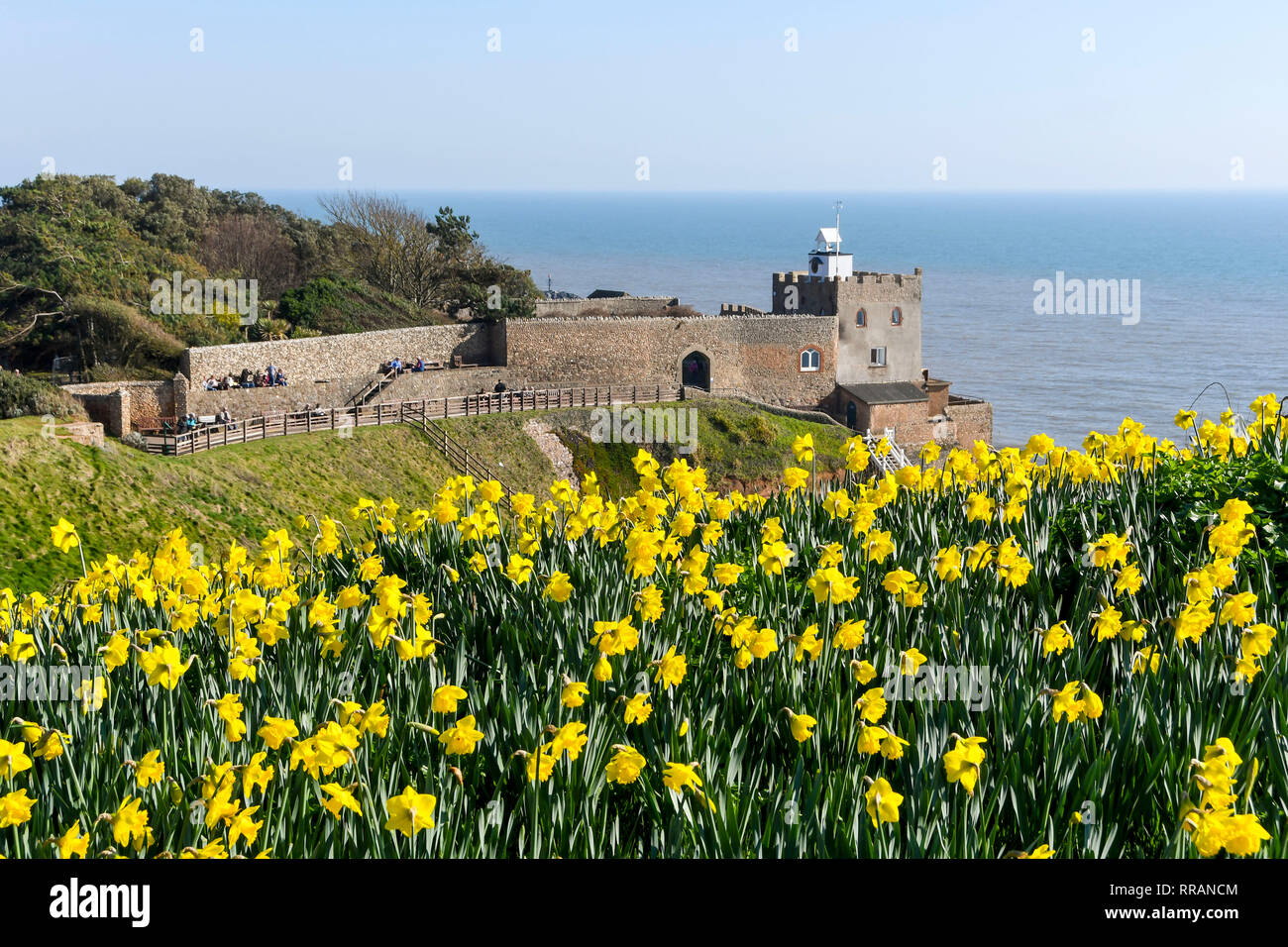 Sidmouth, Devon, Regno Unito. Il 25 febbraio 2019. Regno Unito Meteo. Giunchiglie accanto alla costa sud-ovest il percorso a Sidmouth nel Devon in piena fioritura come unseasonably caldo continua. Credito Foto: Graham Hunt/Alamy Live News Foto Stock