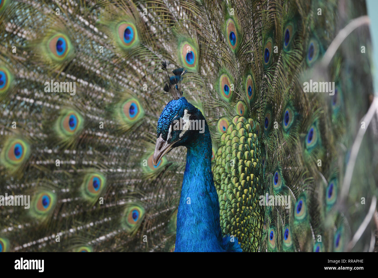 Nanjing, Nanjing, Cina. Il 25 febbraio, 2019. Nanjing, Cina-Il pavone a Zhenzhuquan Wildlife Zoo in Nanjing East Chinaââ'¬â"¢s provincia di Jiangsu. Credito: SIPA Asia/ZUMA filo/Alamy Live News Foto Stock