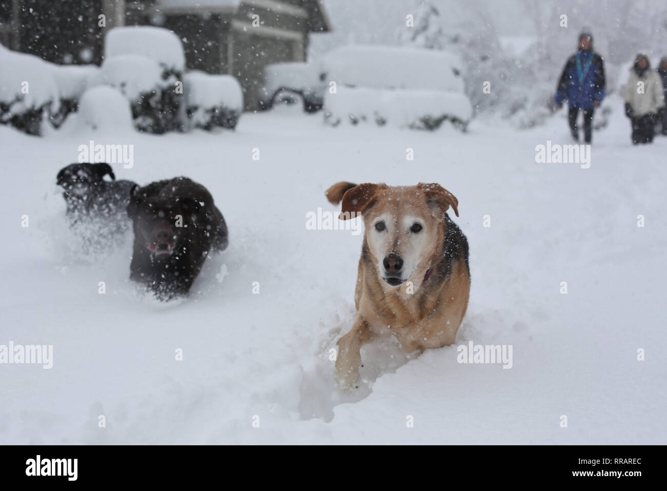 Eugene, Oregon, Stati Uniti d'America. Il 25 febbraio, 2019. I cani a giocare nella neve profonda dopo una tempesta di neve di Eugene, Oregon. Credito: Gina Kelly/Alamy Live News Foto Stock
