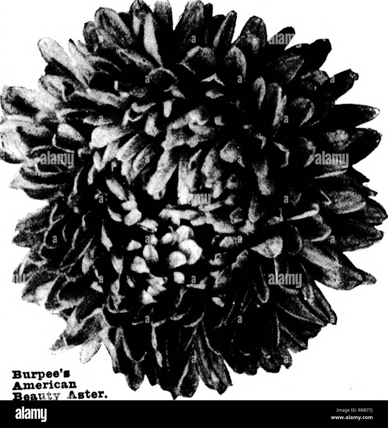 . Fioristi' review [microformati]. Floricoltura. 128 fioristi^ Febbuarv revisione 2. 1922 Burpee's Aestri Il Burpee bellezza Aestri sono di valore inestiiiiablc per cut-fiori. I singoli blumi misurare da 4 a 5 cm di diametro e sono portati su lunghi steli vigorosi. Questo tipo di distinte di astri è stata introdotta per la prima volta da Burpee. Fioriscono dopo la ramificazione tardiva Aster.s hanno terminato la fioritura e prima dell'inizio crisantemi sono venuto nel mar- ket. I primi tipi entrano in bloom quasi non appena il Eoyal Aestri e produrre fiori per un lungo periodo di tempo.. Burpee's American Beauty Aster, American Foto Stock