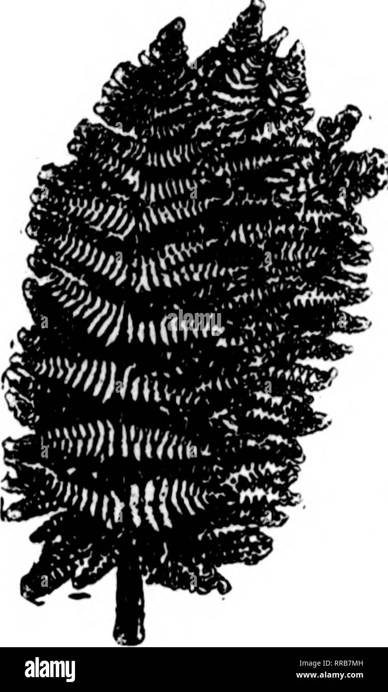 . Fioristi' review [microformati]. Floricoltura. 106 fioristi' Riesaminare JANDABT 5, 1922. Voglia di felci $3.50 per 1000 migliori Stock nel paese $3.50 per 1000 soggetti a Chang* senza Nottco. Wild SmUax, 50-lb. caso $ 7JiO Leucotlioe verde, 100 $lJSO; 1000 10.00 Magnolia foglie verde e bronzo, per cartone 1,50 10 cartcms 14.00 Galax foglie verde, per ogni caso di 10.000 15.00 foglio verde muschio, molto bene per cestello di lavoro fresatura, pentole, ecc. per sacchetto 2.00 Sptiagntun Moss, per balla 1.50 alimentazione piena di fiori recisi in corrispondenza di tutti i tempi. MICHIGAN FIORI RECISI EXCHANGE, Mli Randolph San,Detroit,NicL. Si prega di notare th Foto Stock