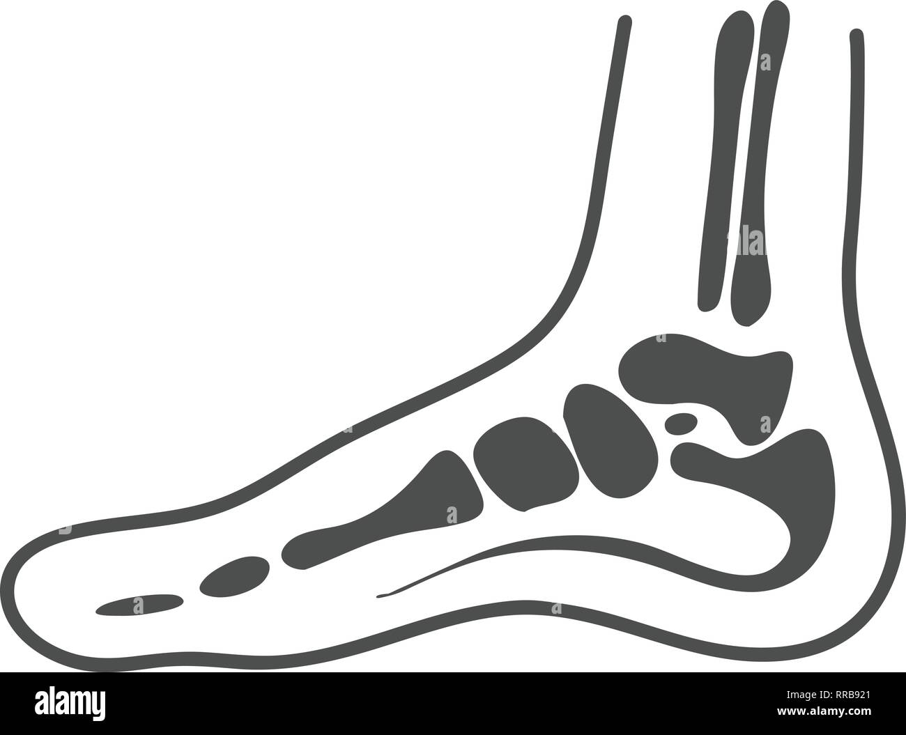 Mediale anatomia del piede isolato su uno sfondo bianco. Illustrazione Vettoriale. Illustrazione Vettoriale