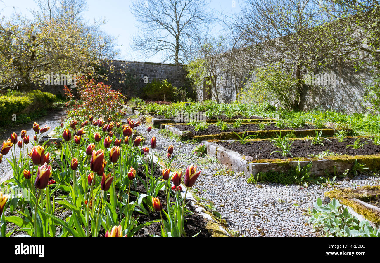 Applecross Walled Garden e il Potting Shed Cafe e ristorante in primavera, Strathcarron, North West Highlands, Scotland, Regno Unito Foto Stock