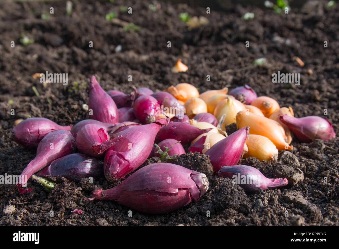 Gruppo misto di bianco e rosso onion imposta sul terreno in attesa di essere piantato Foto Stock